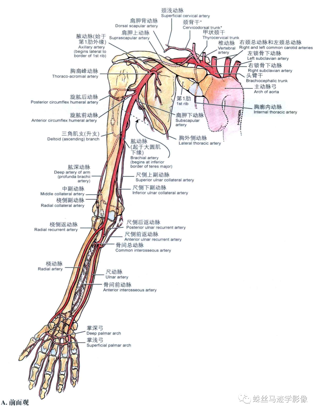 锁骨下和上肢动脉的解剖