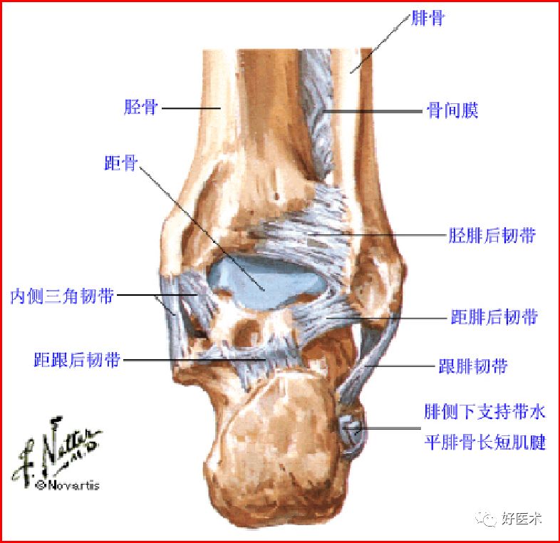 踝关节MRI解剖与常见病变