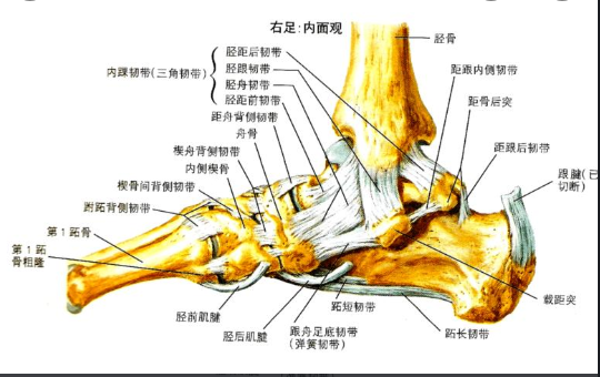 踝关节韧带损伤MR表现与损伤机制分析