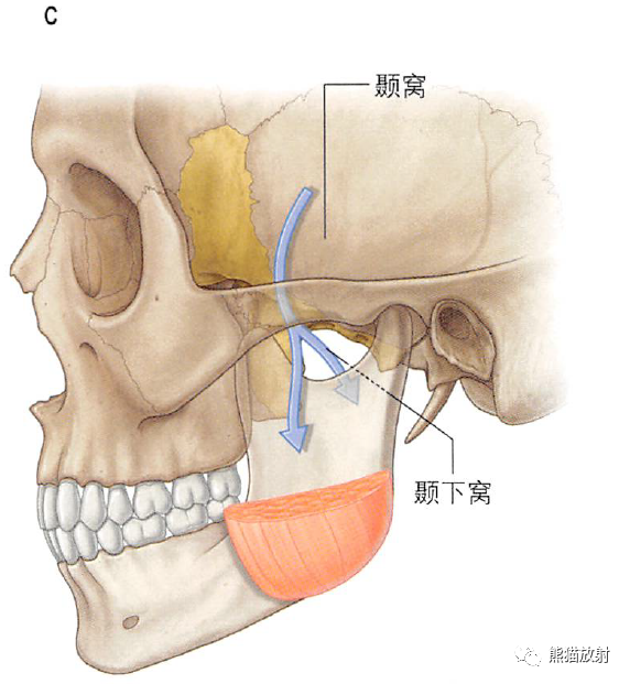 颞下窝、翼腭窝、颞下颌关节解剖-3