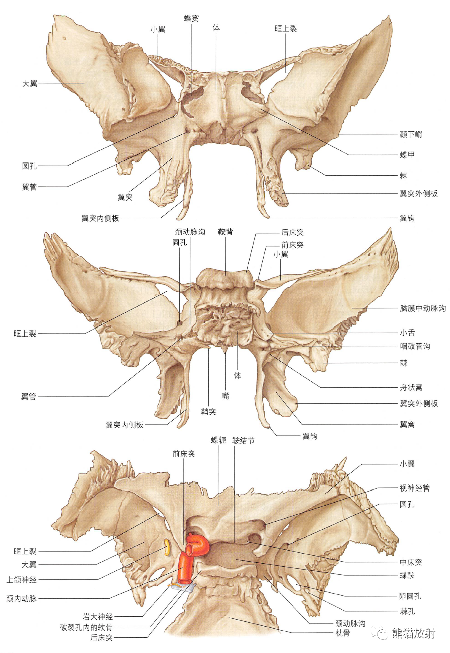 颞下窝、翼腭窝、颞下颌关节解剖-4