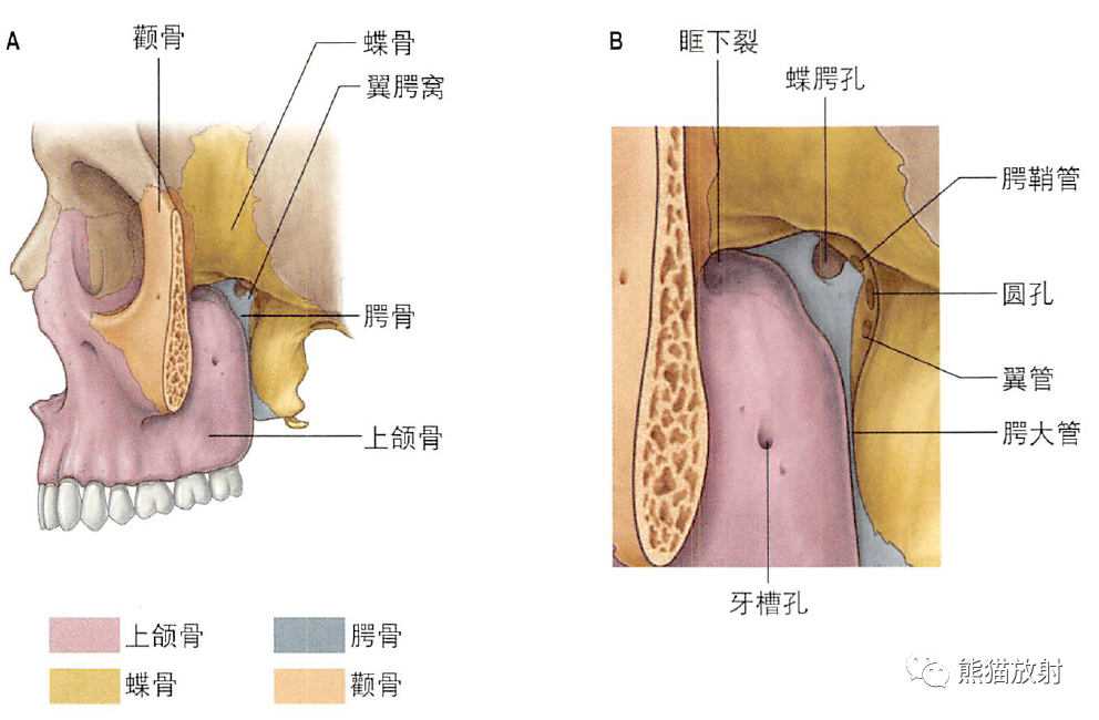 颞下窝、翼腭窝、颞下颌关节解剖-2