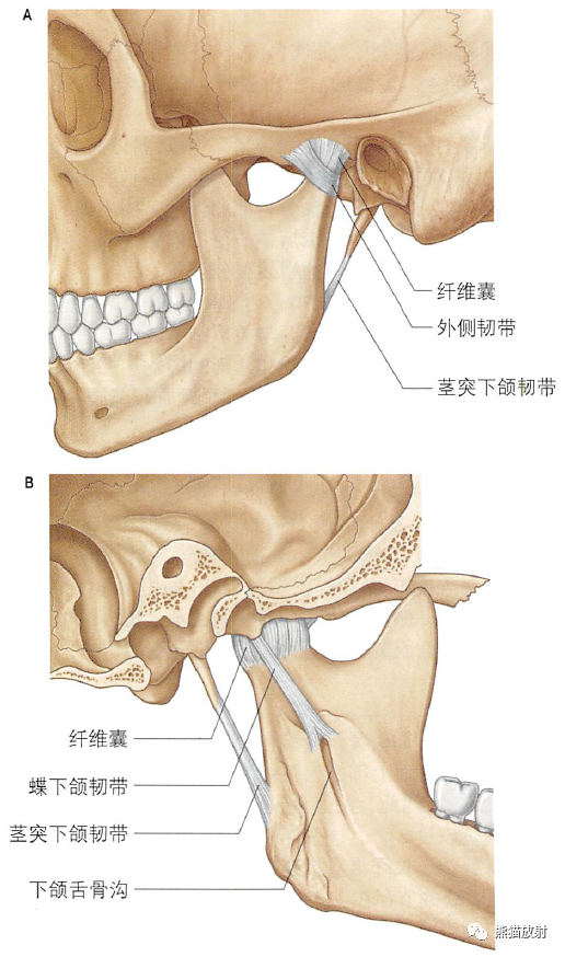 颞下窝、翼腭窝、颞下颌关节解剖-8