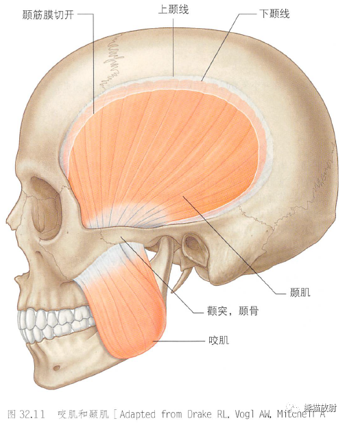 颞下窝、翼腭窝、颞下颌关节解剖-12