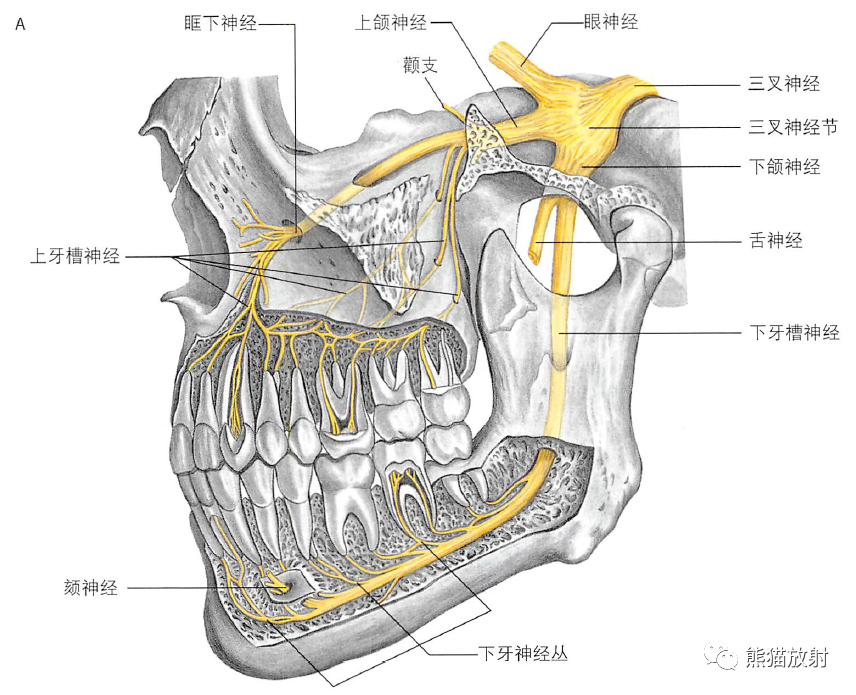 颞下窝、翼腭窝、颞下颌关节解剖-14