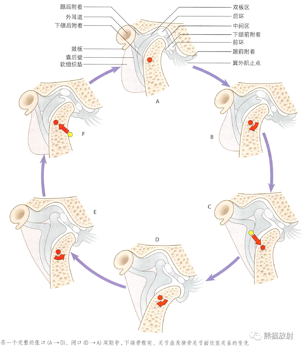 颞下窝、翼腭窝、颞下颌关节解剖-11