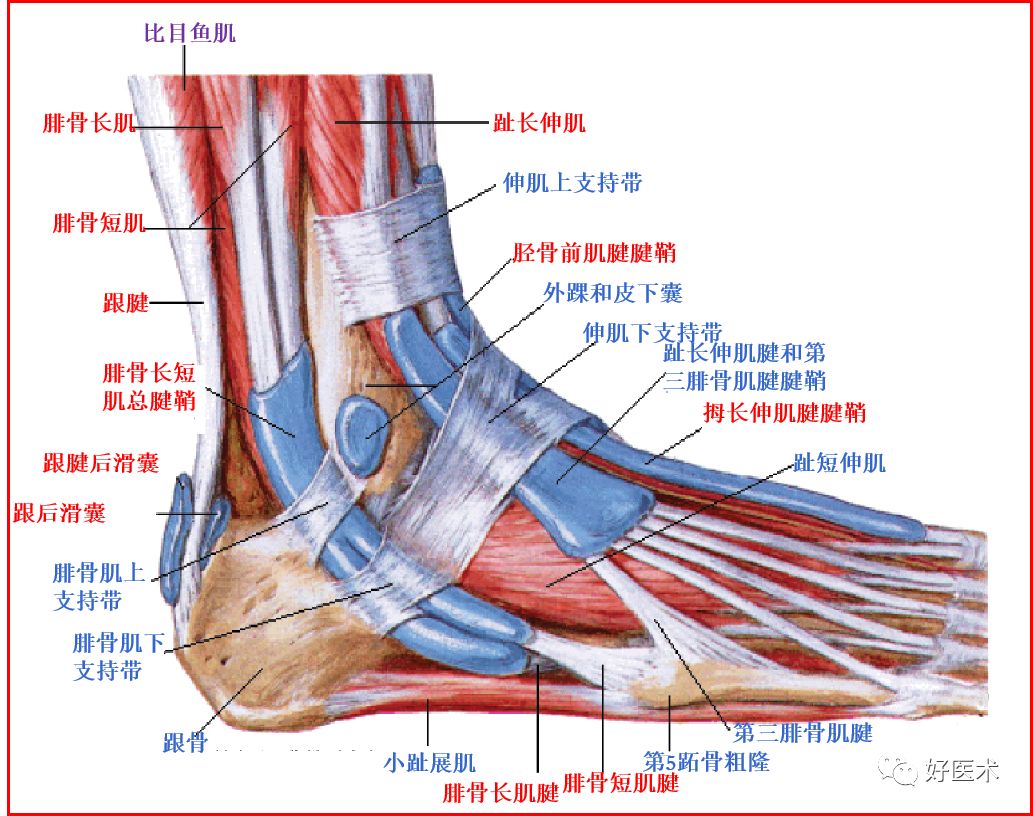 踝关节MRI解剖与常见病变-4