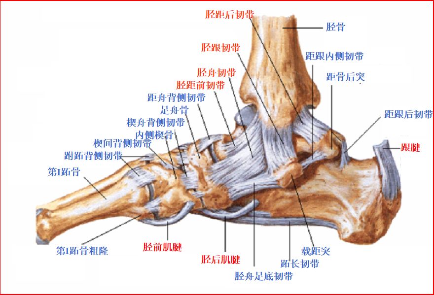 踝关节MRI解剖与常见病变-3