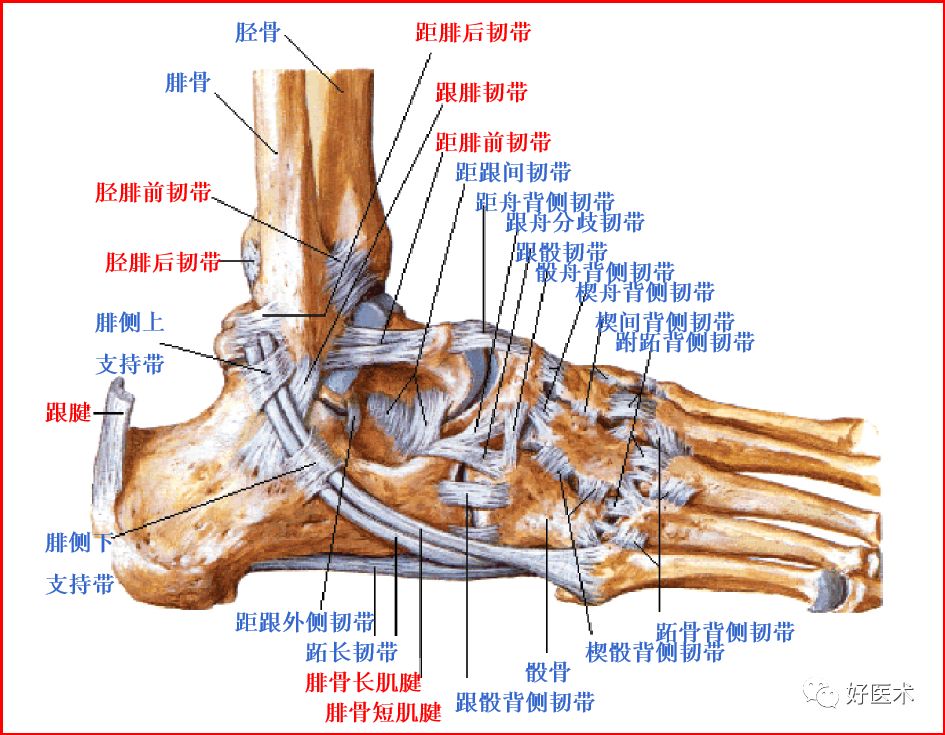 踝关节MRI解剖与常见病变-2