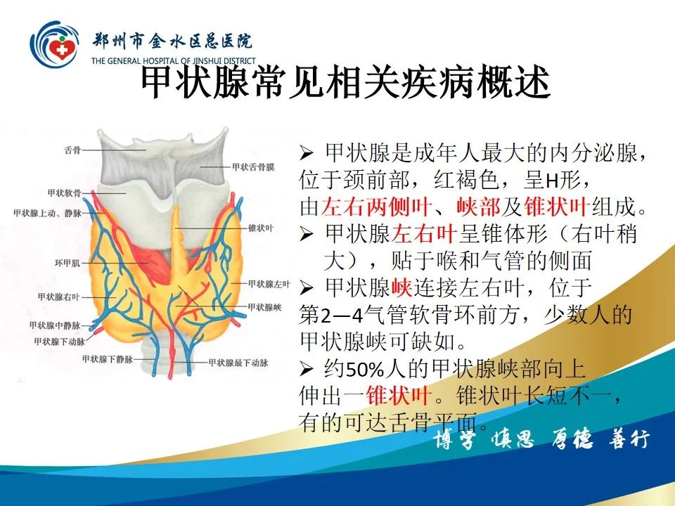 【PPT】甲状腺常见相关疾病的影像诊断-15