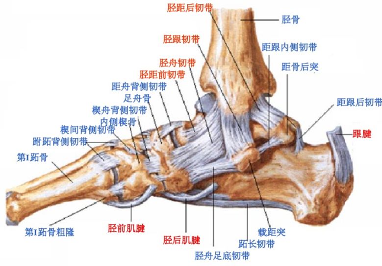 踝关节MRI解剖及7种常见损伤类型影像表现-2