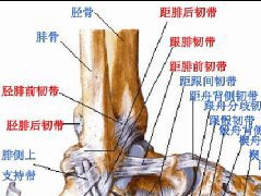踝关节MRI解剖及7种常见损伤类型影像表现