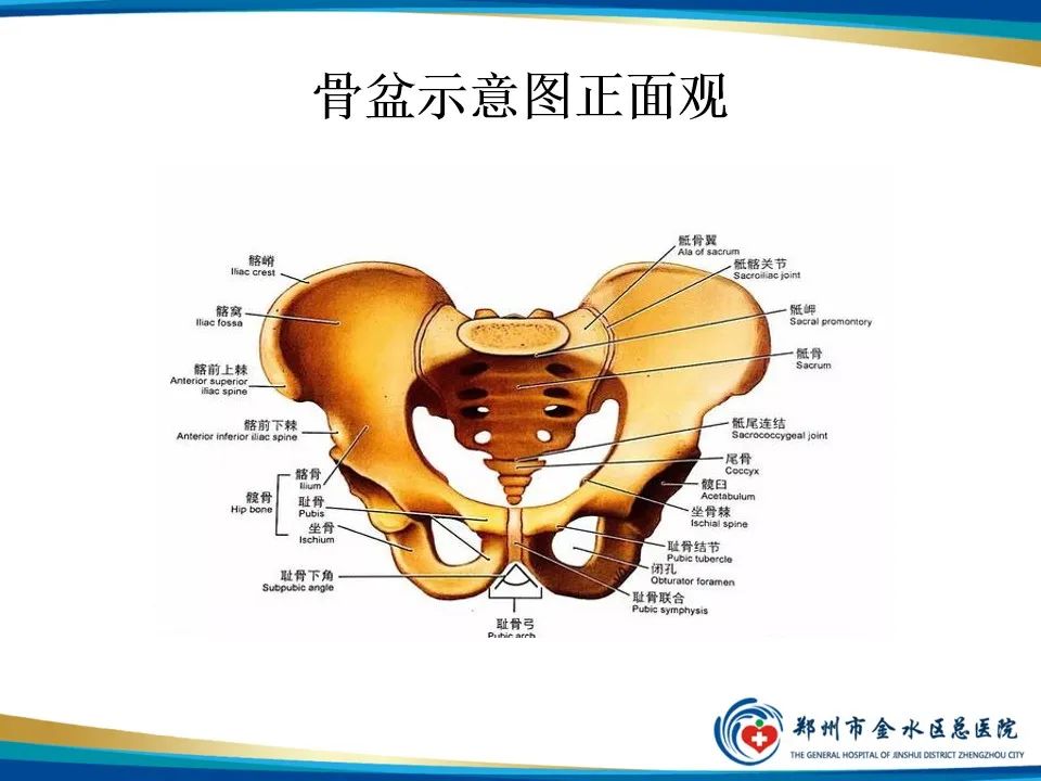 【PPT】骨盆拍片技术与临床意义-3