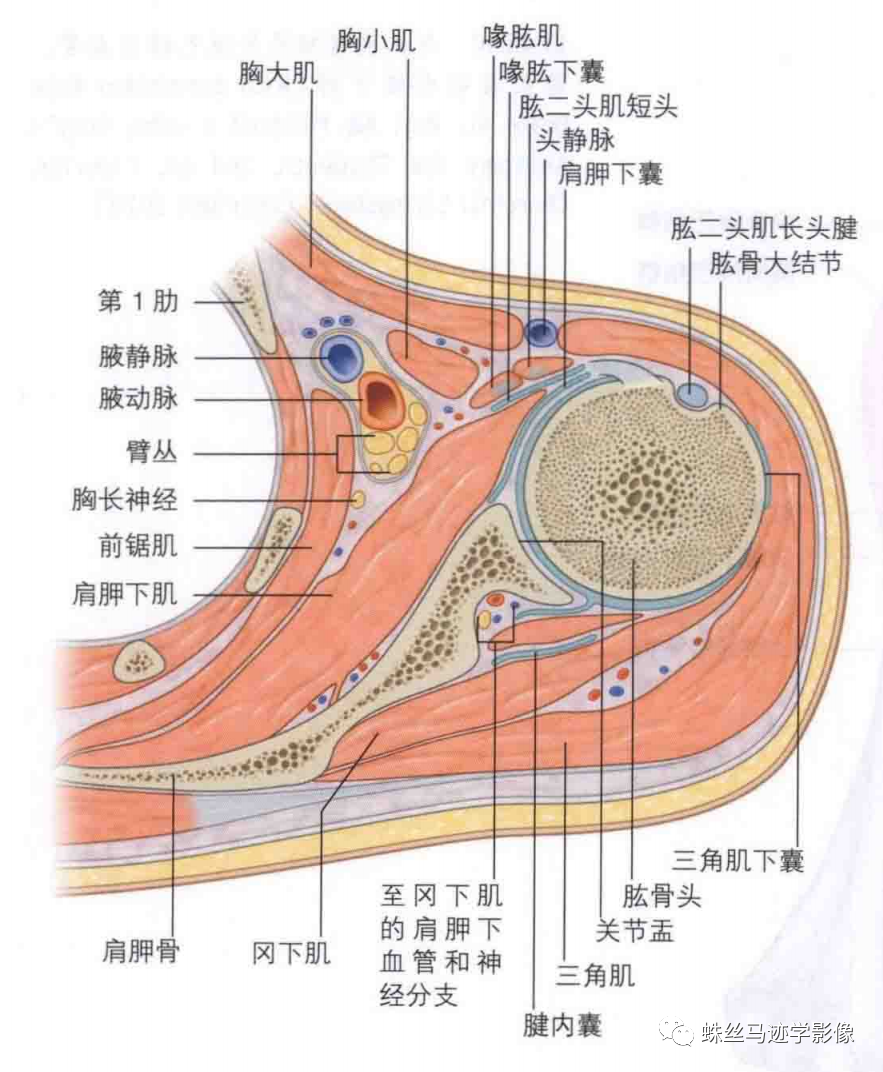 锁骨下和上肢动脉的解剖-3