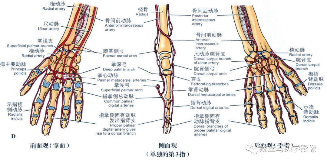 锁骨下和上肢动脉的解剖-2