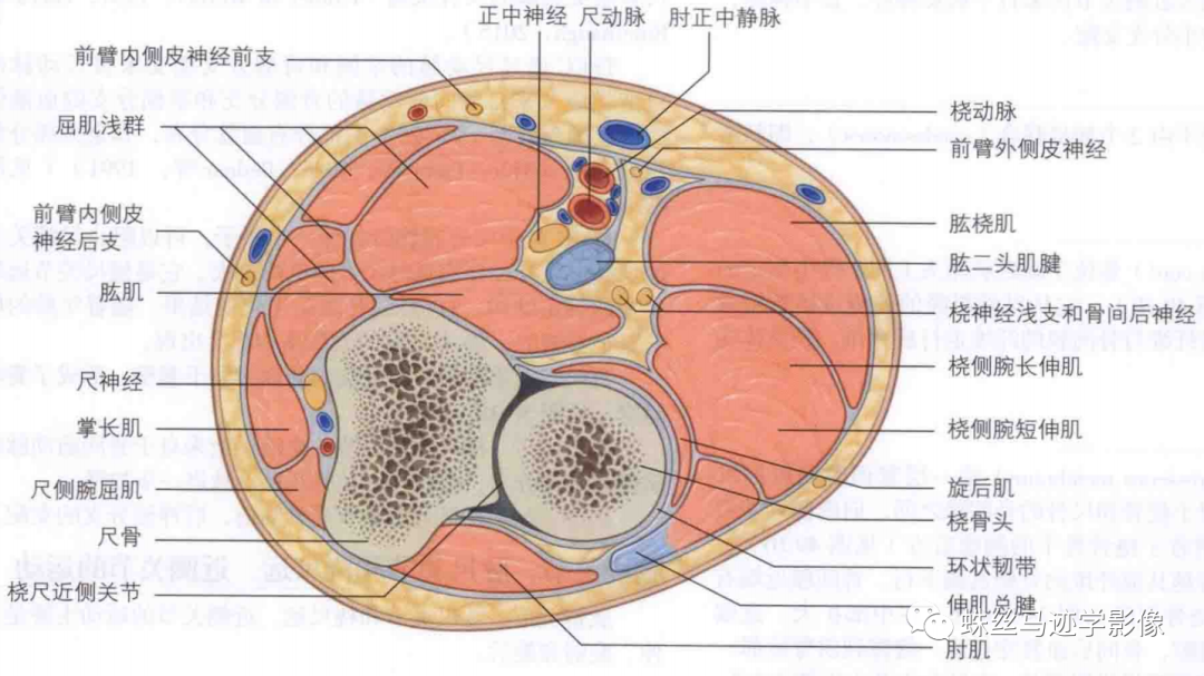 锁骨下和上肢动脉的解剖-5