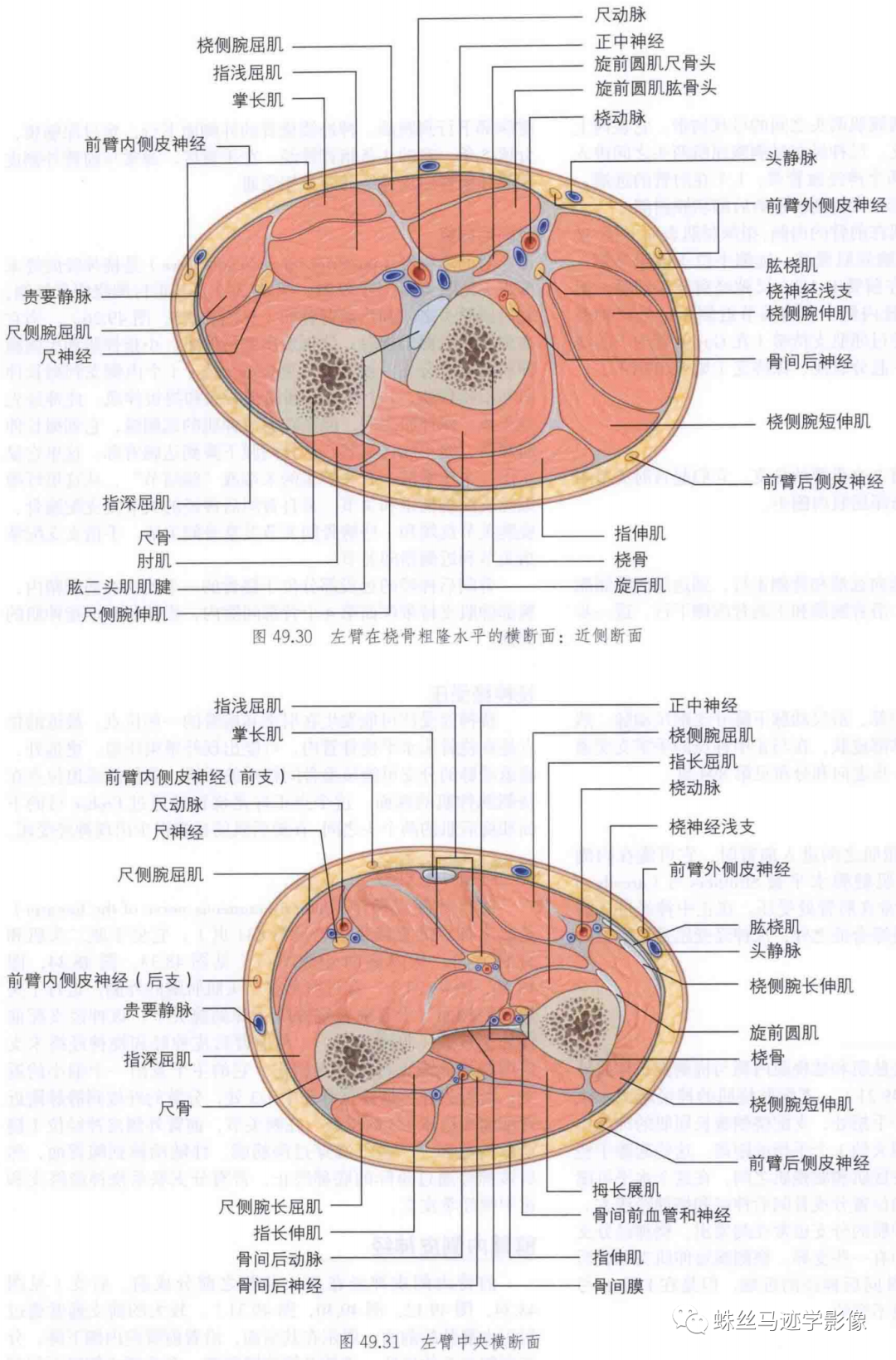 锁骨下和上肢动脉的解剖-6