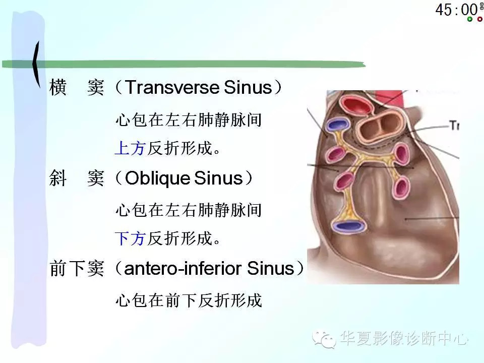 心包隐窝、心包窦的解剖