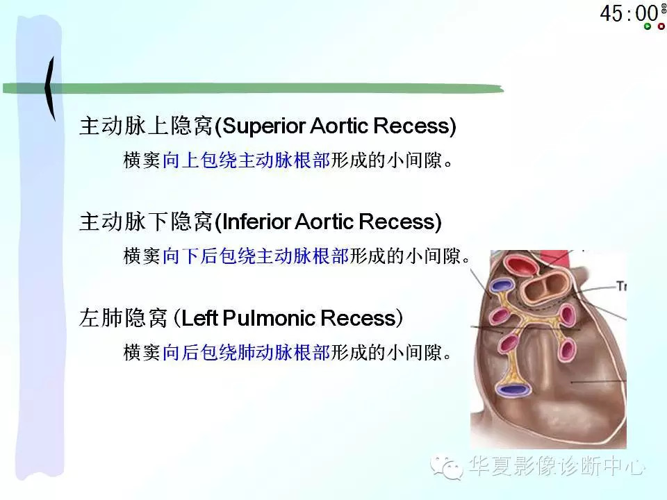 心包隐窝、心包窦的解剖