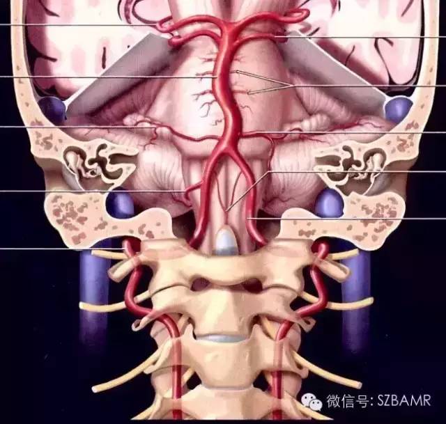 【PPT】椎-基底动脉系统解剖