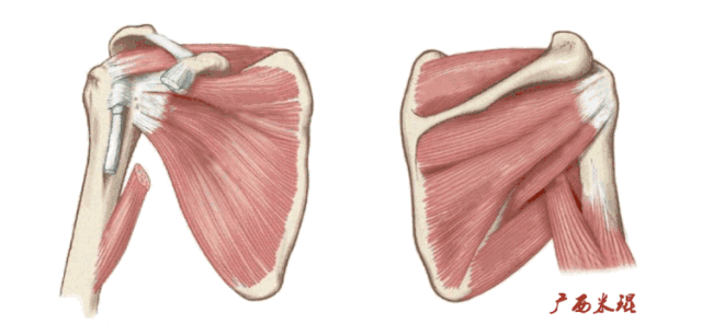 肩袖损伤的MRI诊断技巧