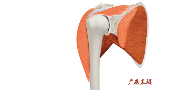 肩袖损伤的MRI诊断技巧