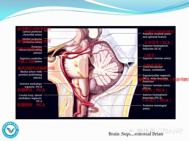 【PPT】椎-基底动脉系统解剖-10