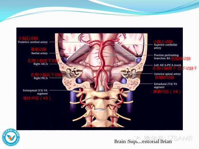 【PPT】椎-基底动脉系统解剖-9