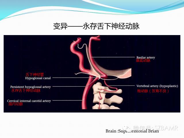 【PPT】椎-基底动脉系统解剖-14
