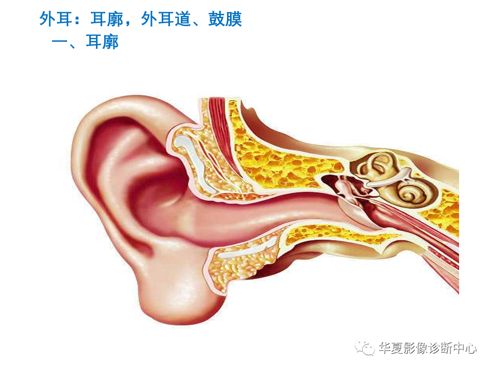 【PPT】耳的影像解剖及常见疾病诊断-4