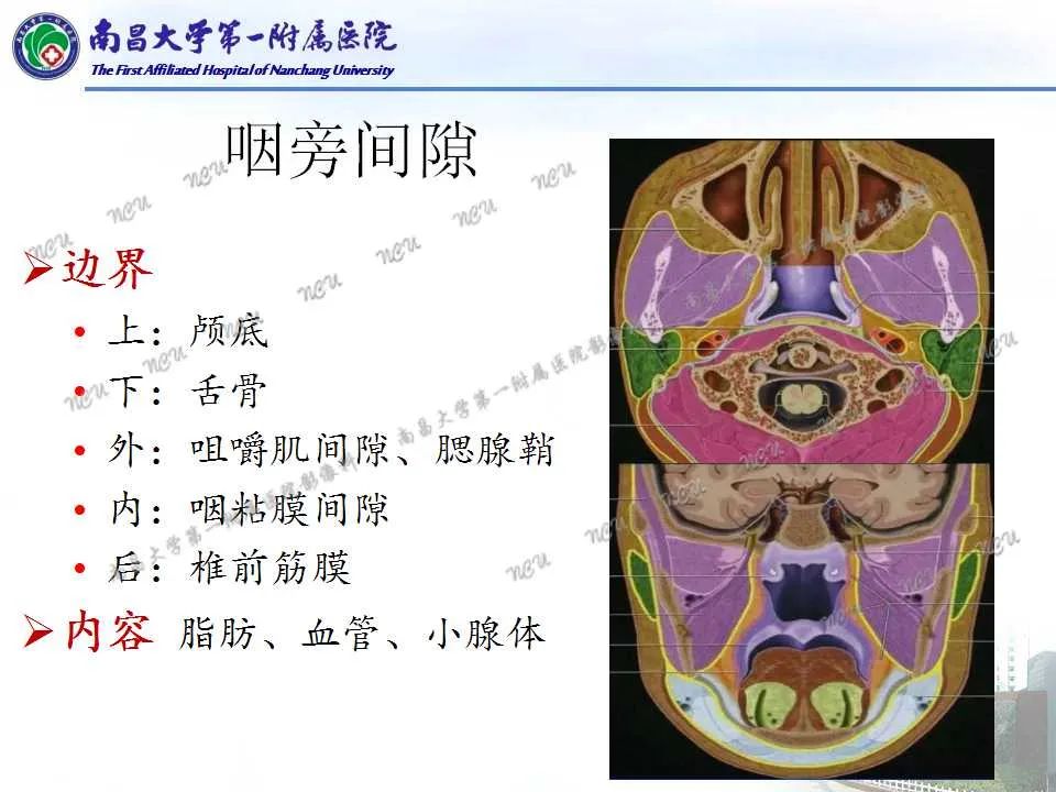 【PPT】咽旁间隙——你别动-6