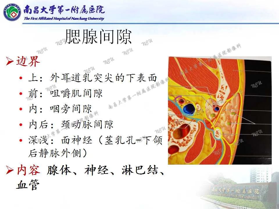 【PPT】咽旁间隙——你别动-11