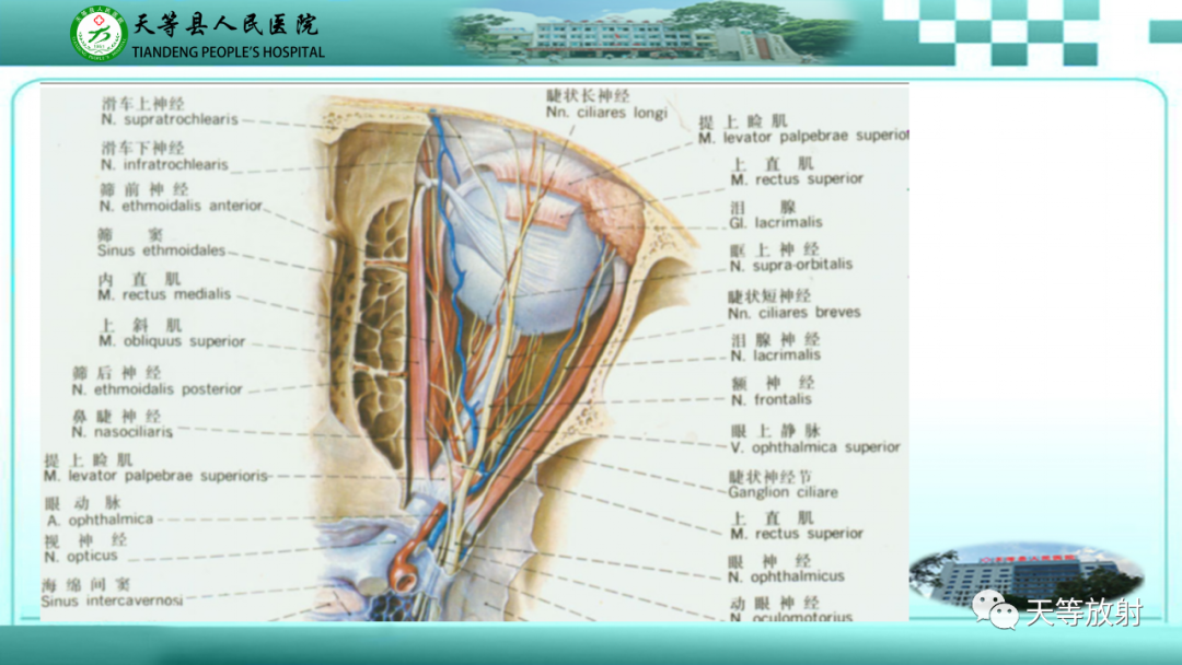 【PPT】眼眶分区及各分区常见疾病-2