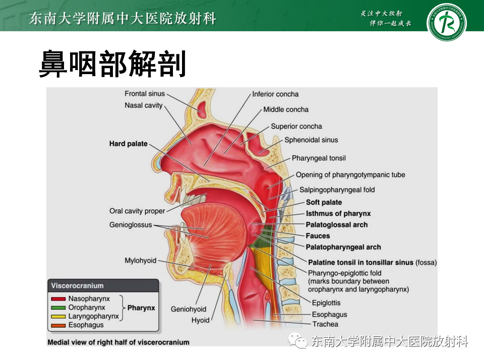 【PPT】鼻咽部占位性病变随访及鉴别-51