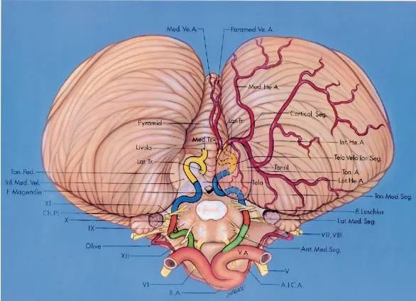 后颅窝三组神经血管复合体的记忆技巧-15
