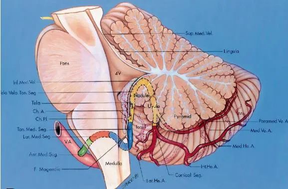 后颅窝三组神经血管复合体的记忆技巧-17