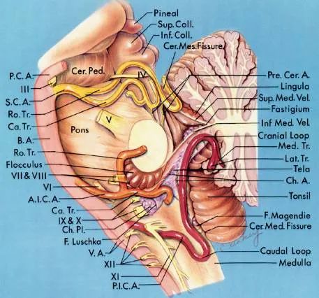 后颅窝三组神经血管复合体的记忆技巧-5