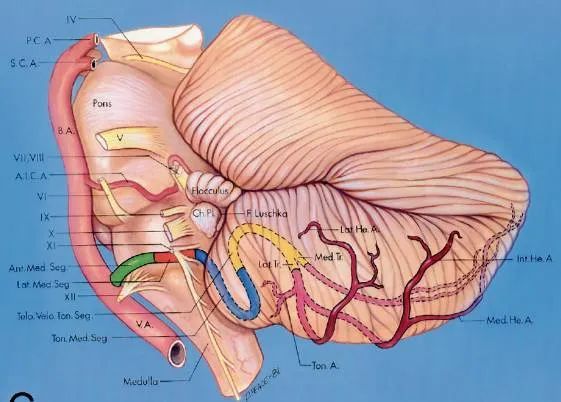 后颅窝三组神经血管复合体的记忆技巧-22