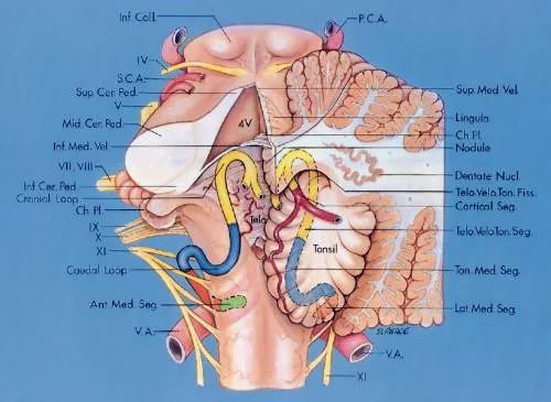后颅窝三组神经血管复合体的记忆技巧-16