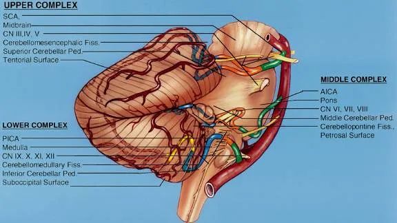 后颅窝三组神经血管复合体的记忆技巧-1