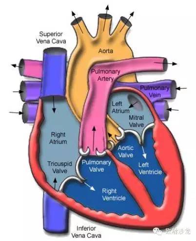 心脏冠状动脉CT解剖中文详细标注