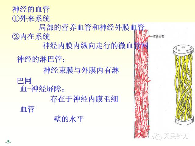 【PPT】脊神经解剖