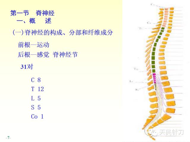 【PPT】脊神经解剖