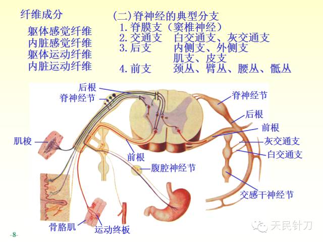 【PPT】脊神经解剖