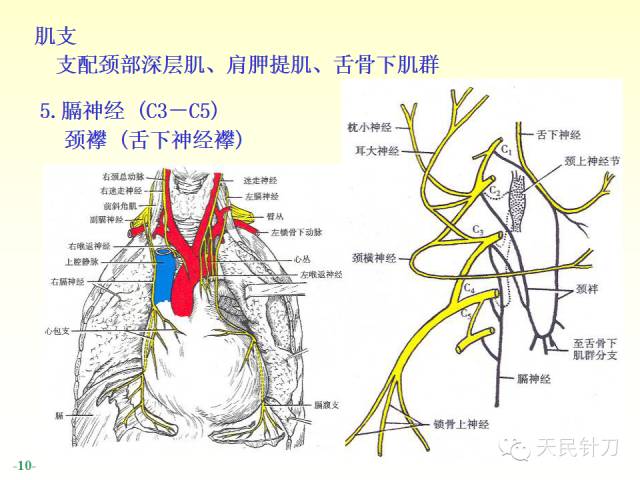 【PPT】脊神经解剖