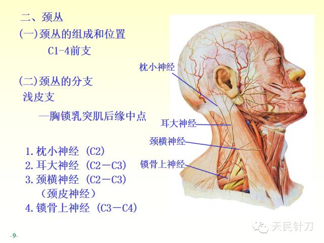 【PPT】脊神经解剖