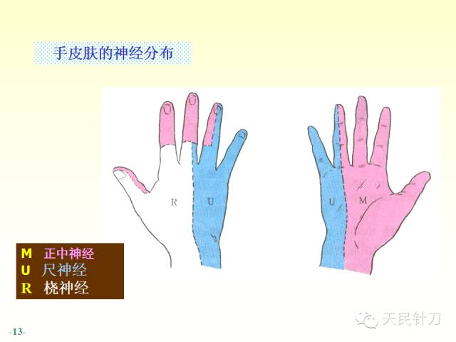 【PPT】脊神经解剖