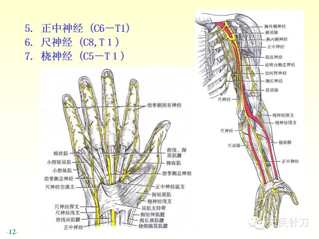 【PPT】脊神经解剖
