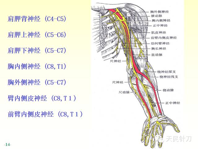 【PPT】脊神经解剖