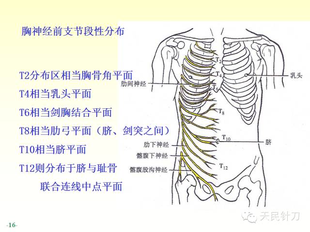 【PPT】脊神经解剖